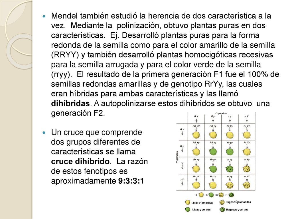 Mendel también estudió la herencia de dos característica a la vez