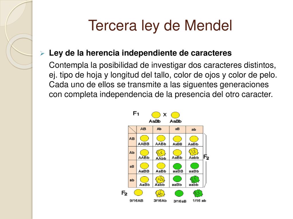 Tercera ley de Mendel Ley de la herencia independiente de caracteres
