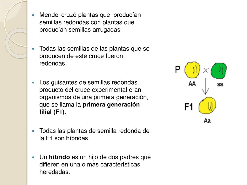 Mendel cruzó plantas que producían semillas redondas con plantas que producían semillas arrugadas.