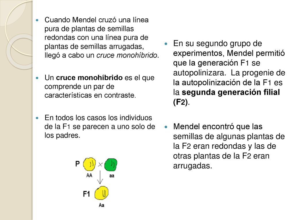 Cuando Mendel cruzó una línea pura de plantas de semillas redondas con una línea pura de plantas de semillas arrugadas, llegó a cabo un cruce monohíbrido.