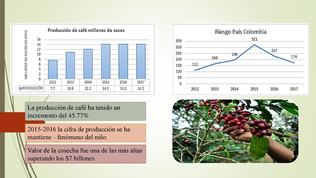 La producción de café ha tenido un incremento del 45.77%