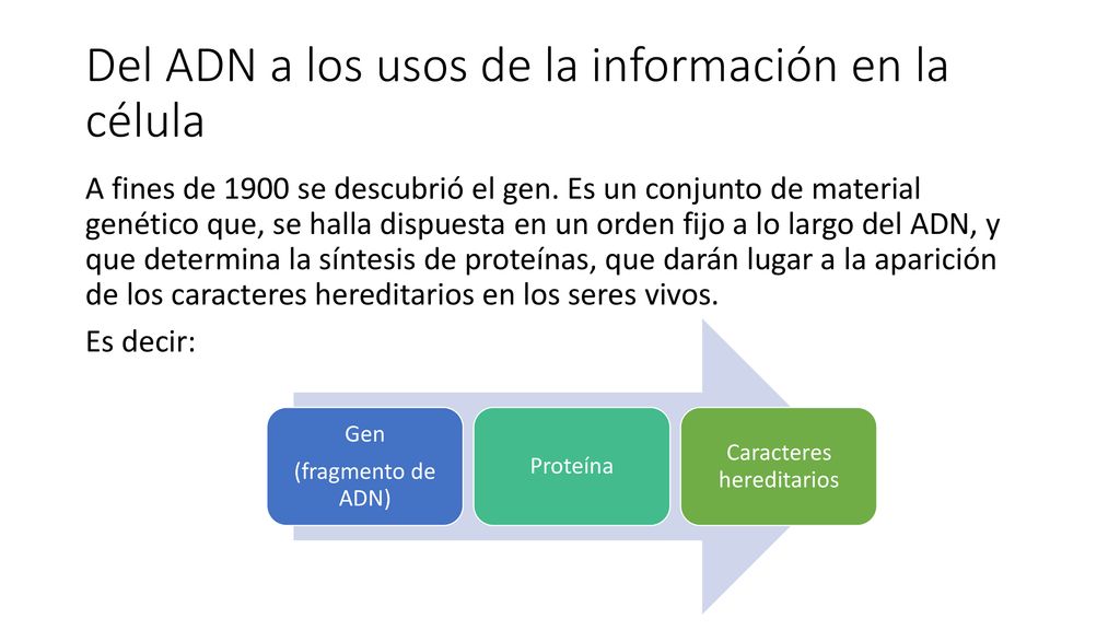 Del ADN a los usos de la información en la célula
