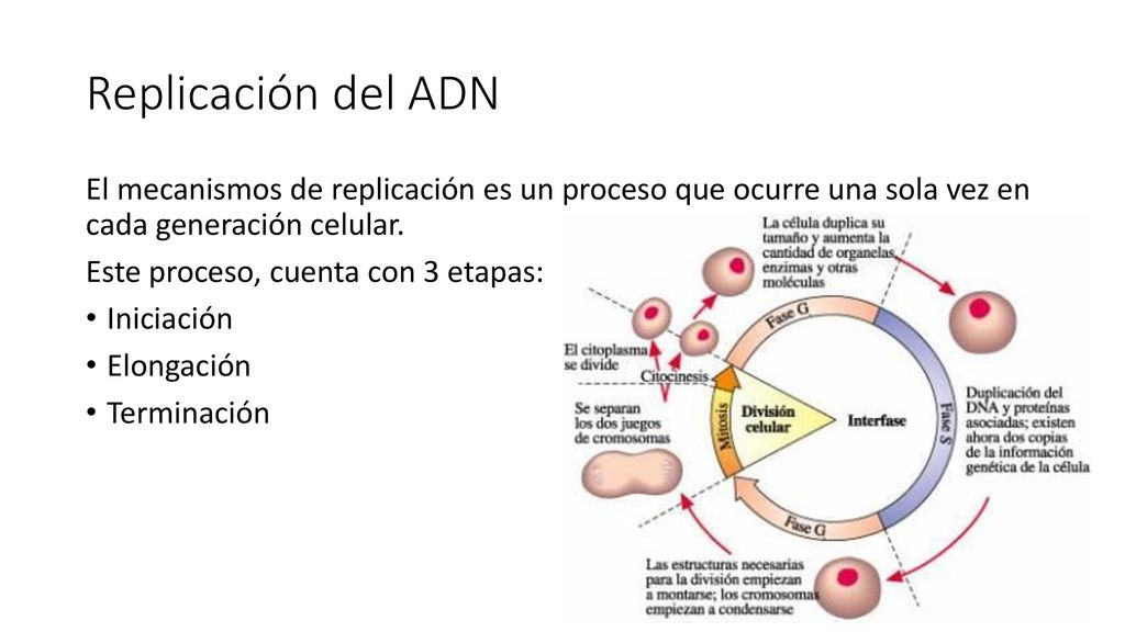 Replicación del ADN El mecanismos de replicación es un proceso que ocurre una sola vez en cada generación celular.