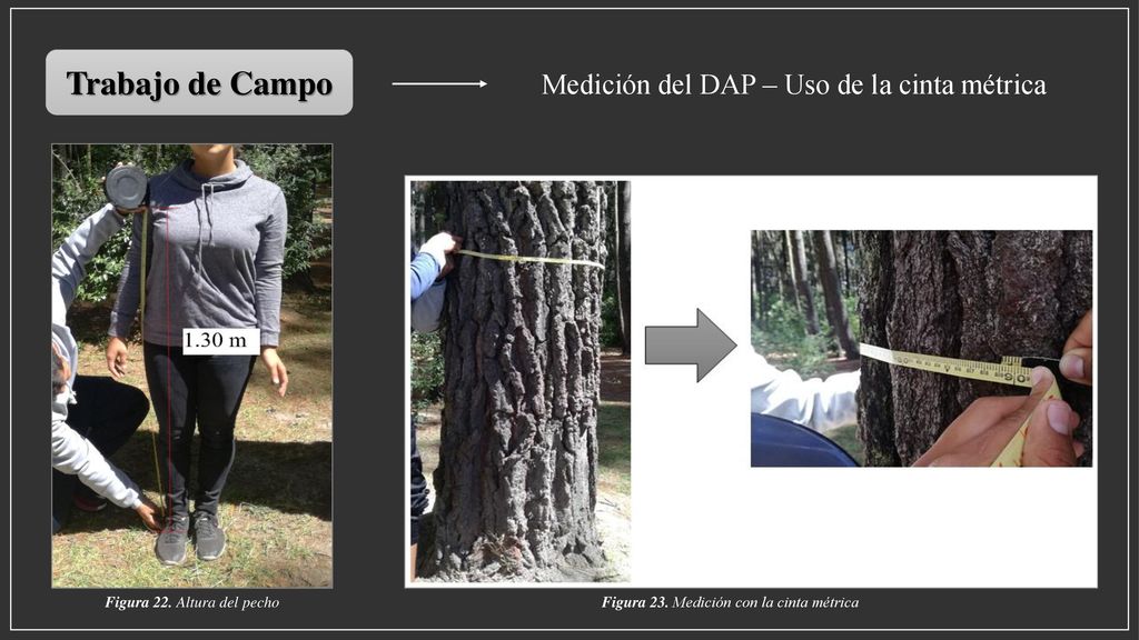 Trabajo de Campo Medición del DAP – Uso de la cinta métrica