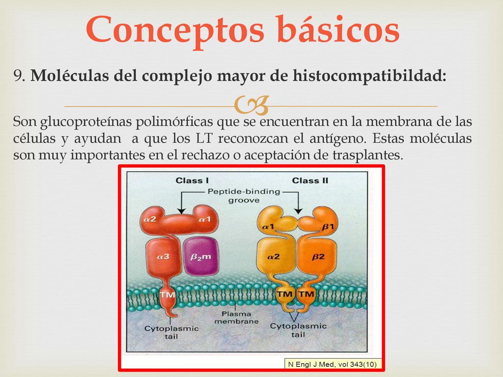 Conceptos básicos 9. Moléculas del complejo mayor de histocompatibildad: