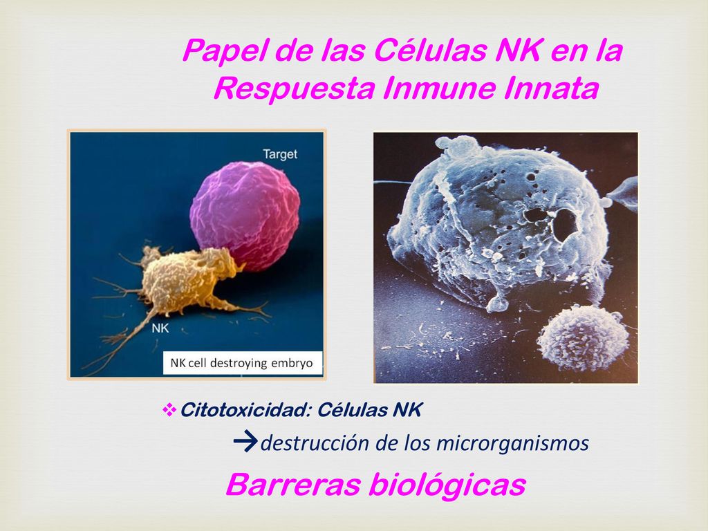 Papel de las Células NK en la Respuesta Inmune Innata