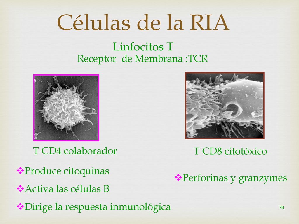 Células de la RIA Linfocitos T Receptor de Membrana :TCR