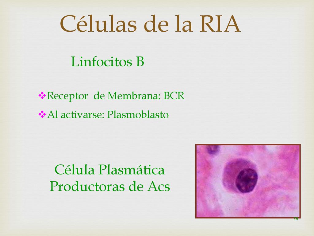 Células de la RIA Linfocitos B Célula Plasmática Productoras de Acs
