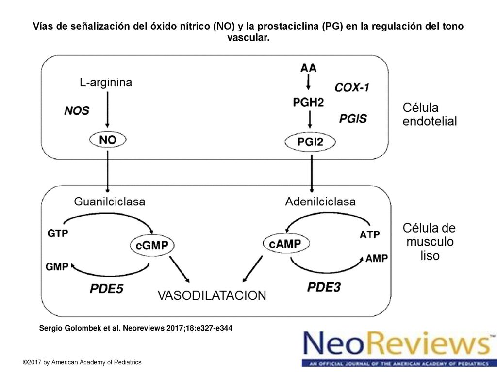 Vías de señalización del óxido nítrico (NO) y la prostaciclina (PG) en la regulación del tono vascular.