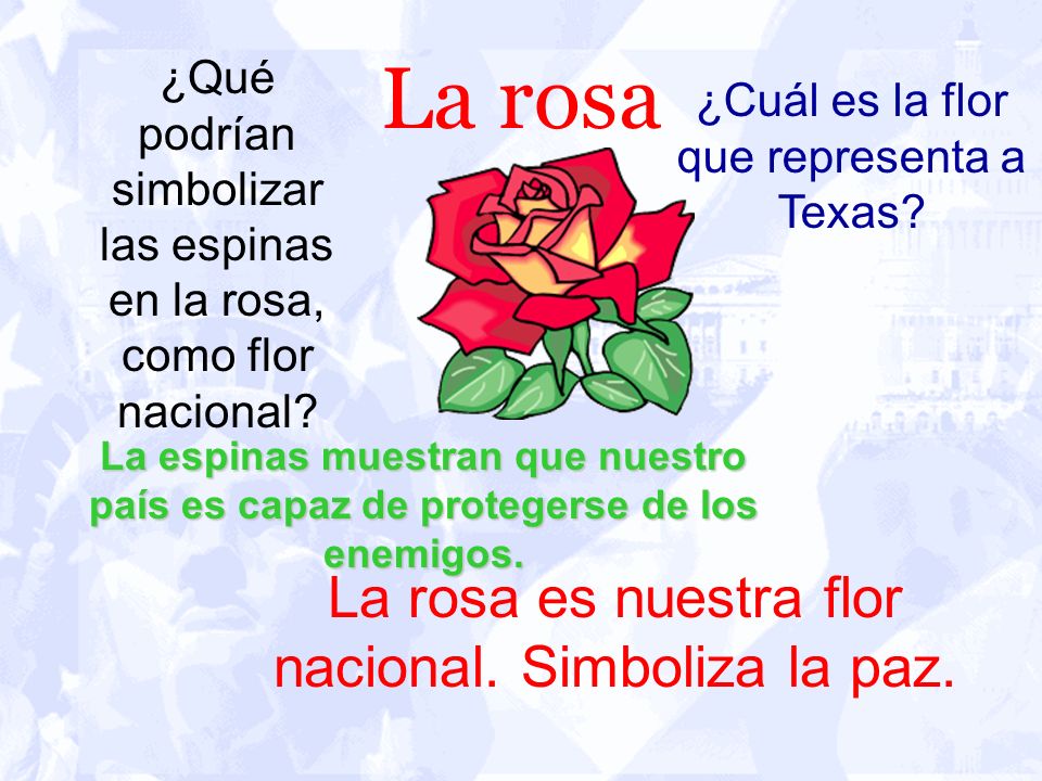 La rosa La rosa es nuestra flor nacional. Simboliza la paz.