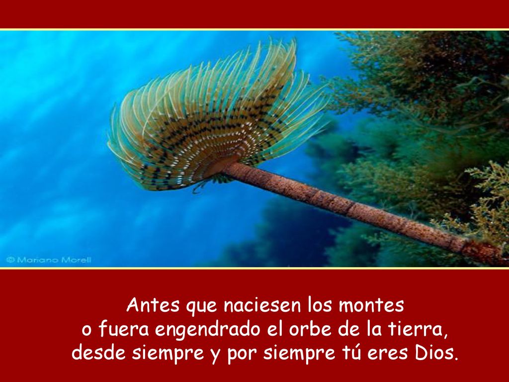 Antes que naciesen los montes o fuera engendrado el orbe de la tierra,
