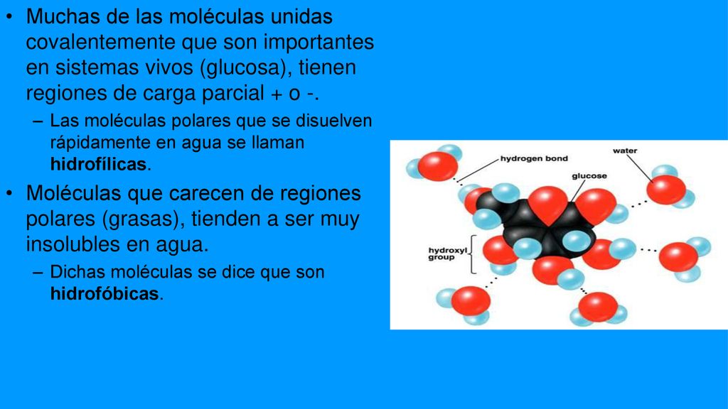 Muchas de las moléculas unidas covalentemente que son importantes en sistemas vivos (glucosa), tienen regiones de carga parcial + o -.