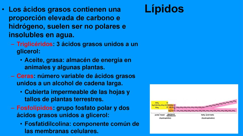 Lípidos Los ácidos grasos contienen una proporción elevada de carbono e hidrógeno, suelen ser no polares e insolubles en agua.