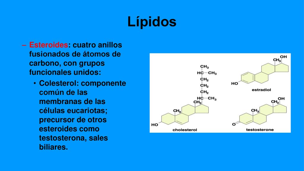 Lípidos Esteroides: cuatro anillos fusionados de átomos de carbono, con grupos funcionales unidos: