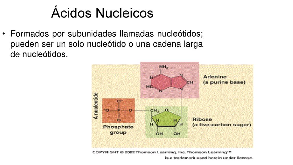 Ácidos Nucleicos Formados por subunidades llamadas nucleótidos; pueden ser un solo nucleótido o una cadena larga de nucleótidos.