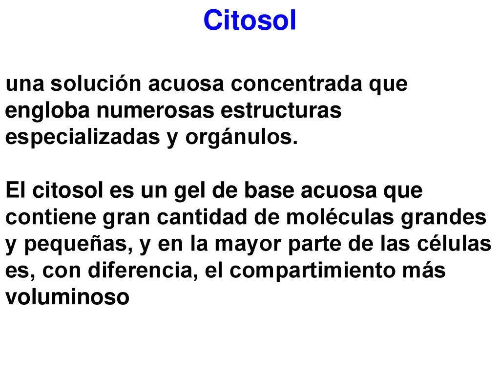Citosol una solución acuosa concentrada que engloba numerosas estructuras especializadas y orgánulos.