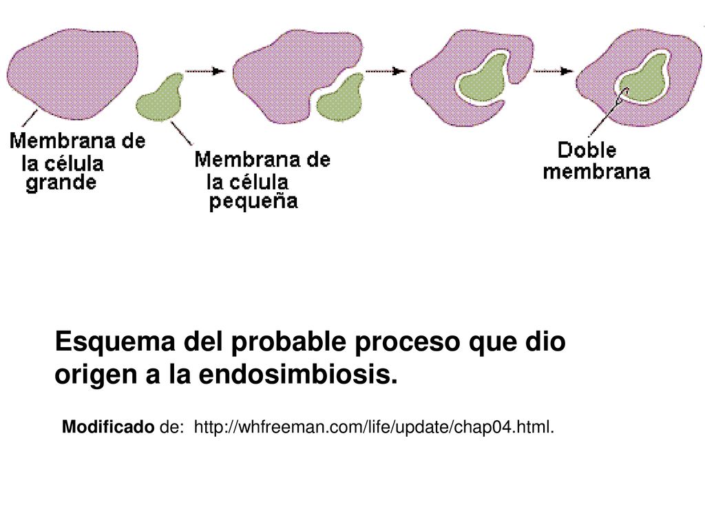 Esquema del probable proceso que dio origen a la endosimbiosis.