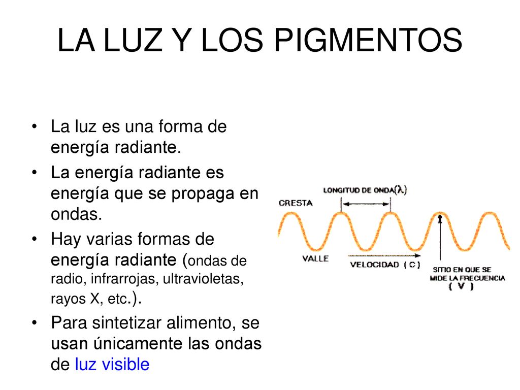 LA LUZ Y LOS PIGMENTOS La luz es una forma de energía radiante.