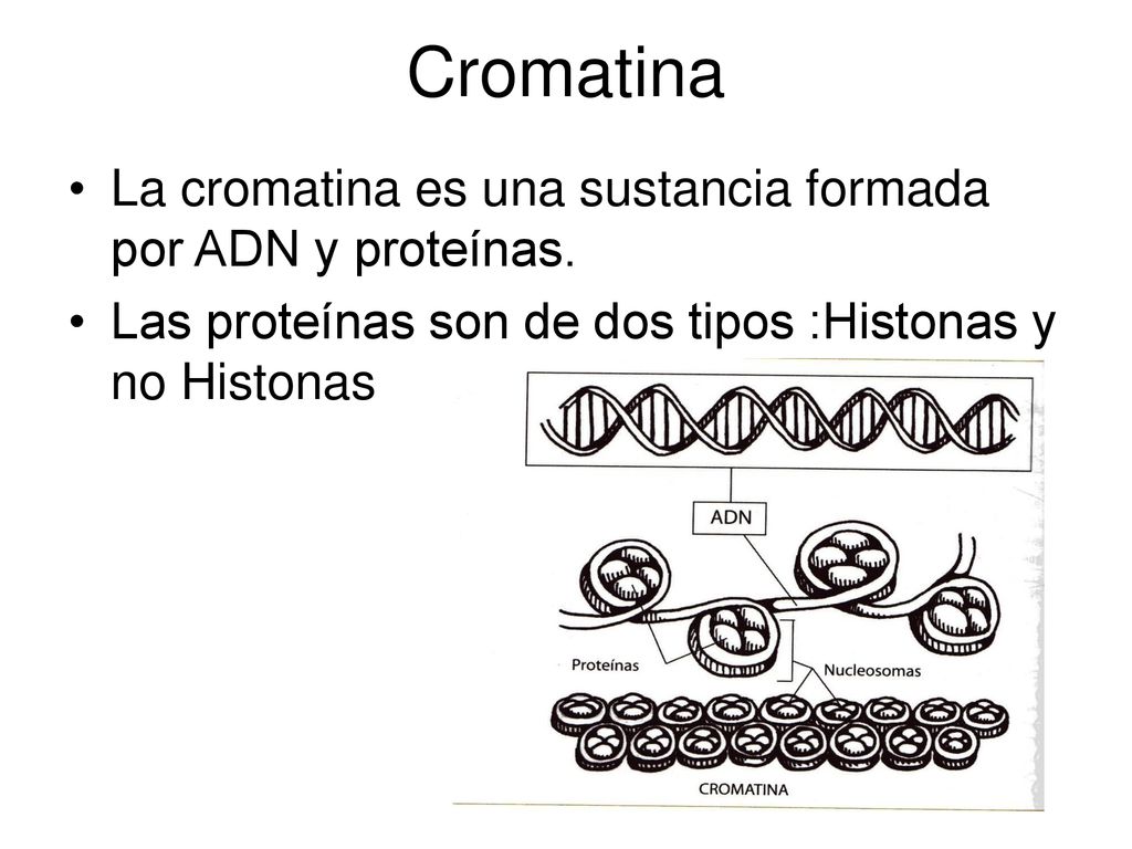 Cromatina La cromatina es una sustancia formada por ADN y proteínas.