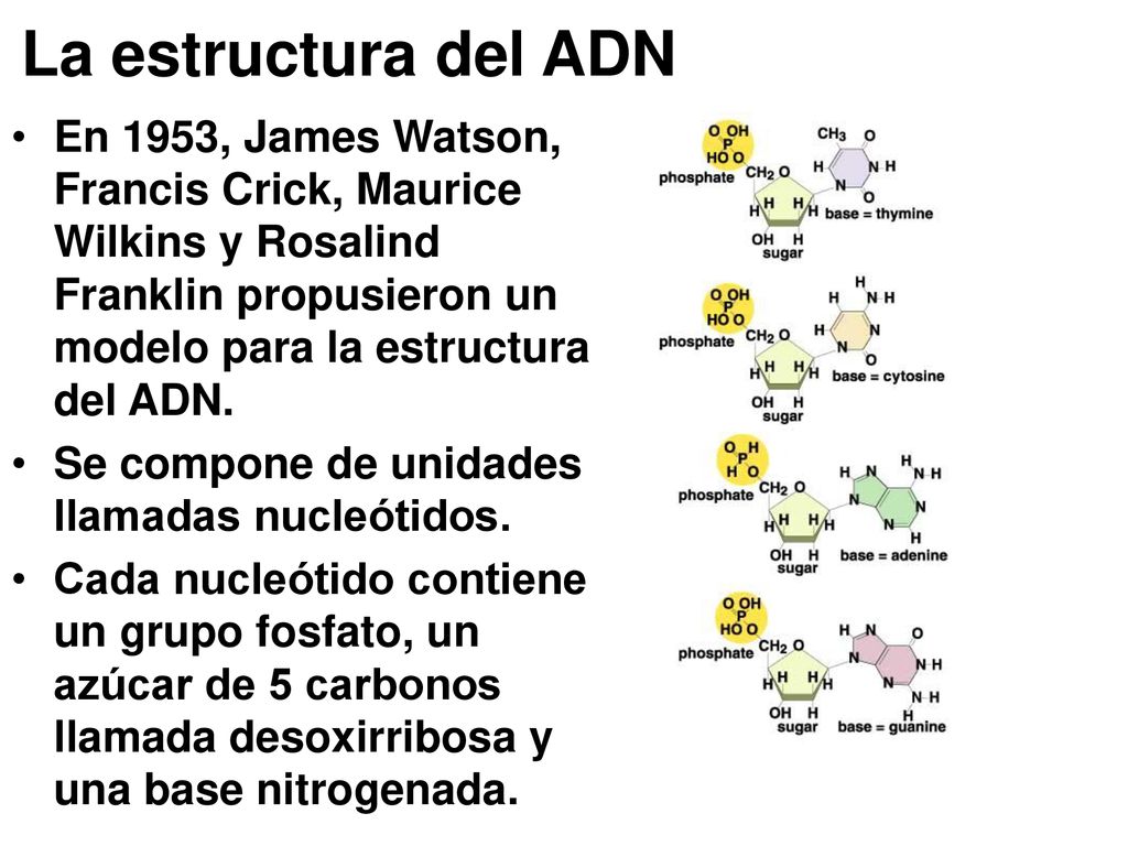 La estructura del ADN En 1953, James Watson, Francis Crick, Maurice Wilkins y Rosalind Franklin propusieron un modelo para la estructura del ADN.