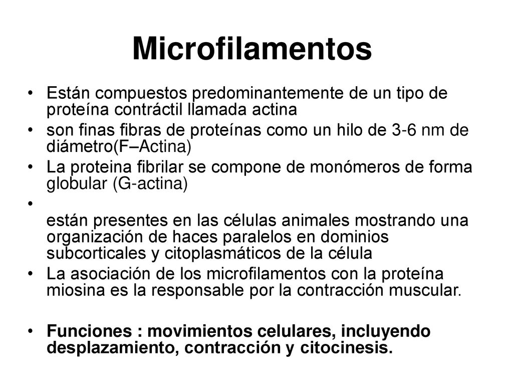 Microfilamentos Están compuestos predominantemente de un tipo de proteína contráctil llamada actina.