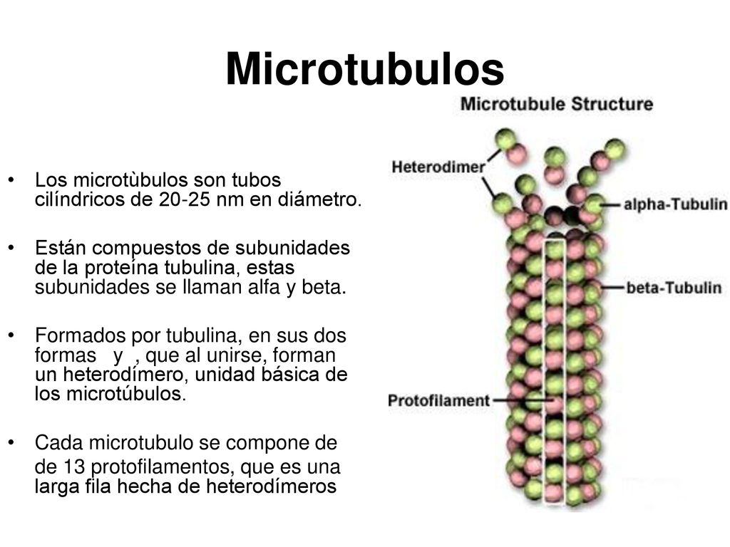 Microtubulos Los microtùbulos son tubos cilíndricos de nm en diámetro.