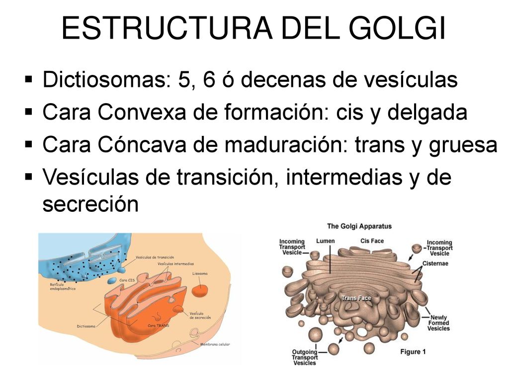 ESTRUCTURA DEL GOLGI Dictiosomas: 5, 6 ó decenas de vesículas