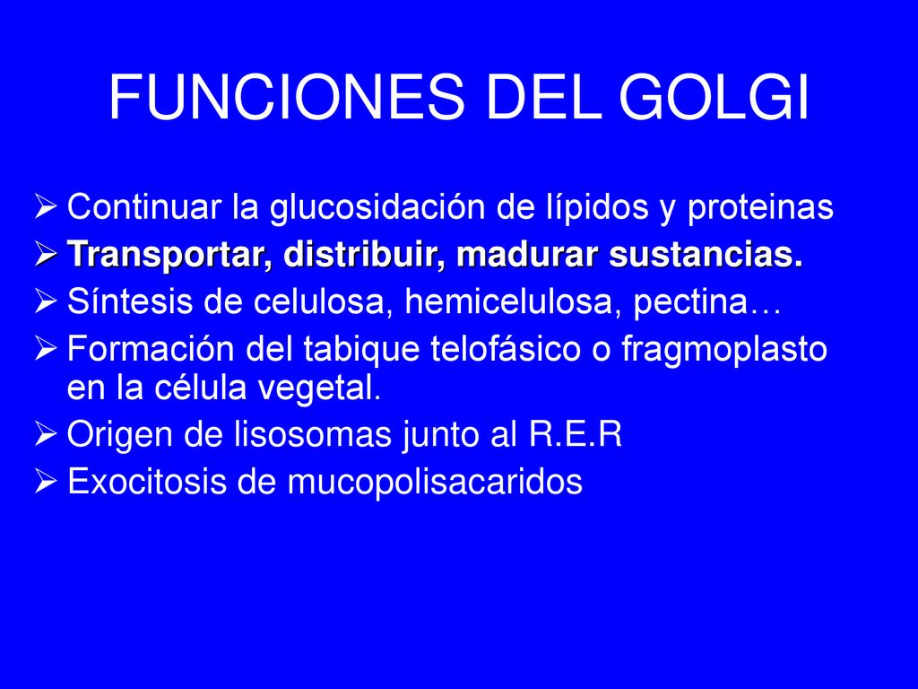 FUNCIONES DEL GOLGI Continuar la glucosidación de lípidos y proteinas