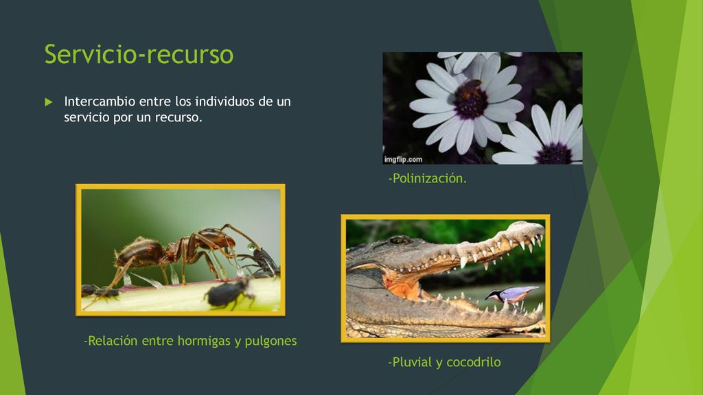 Servicio-recurso Intercambio entre los individuos de un servicio por un recurso. -Polinización. -Relación entre hormigas y pulgones.