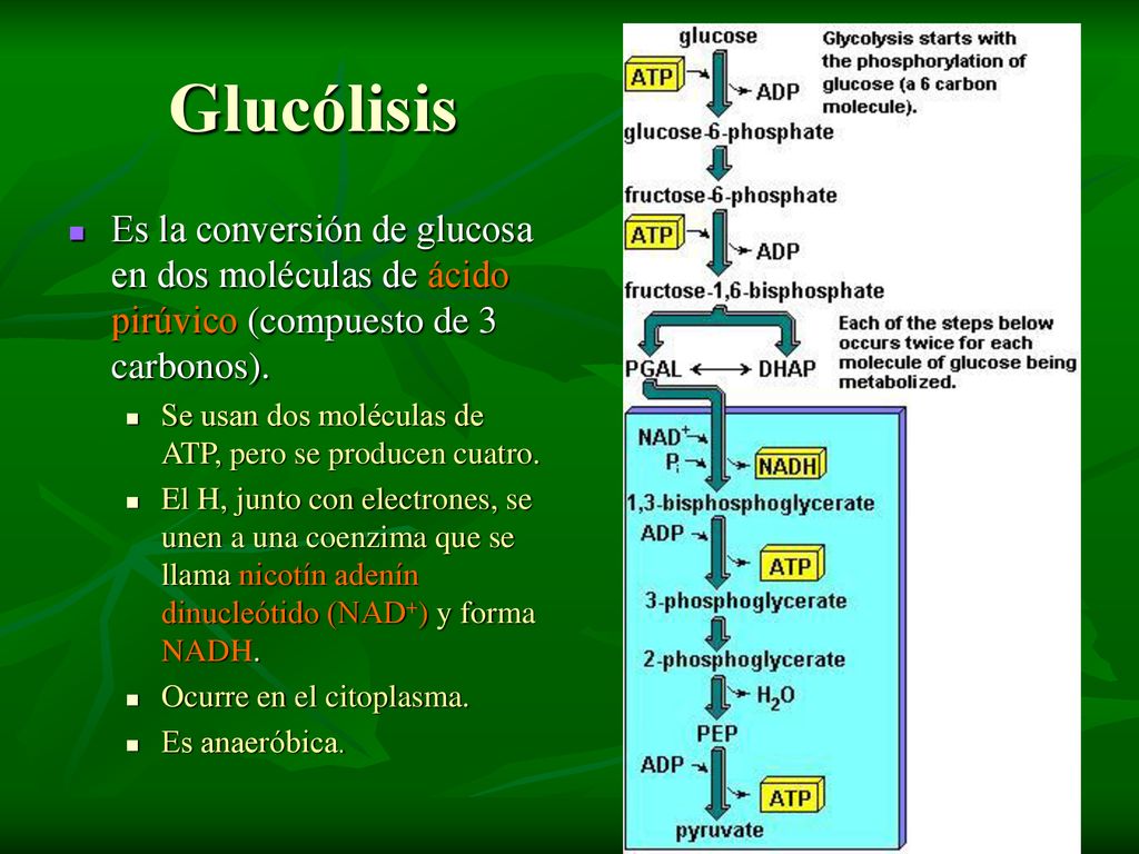 Glucólisis Es la conversión de glucosa en dos moléculas de ácido pirúvico (compuesto de 3 carbonos).