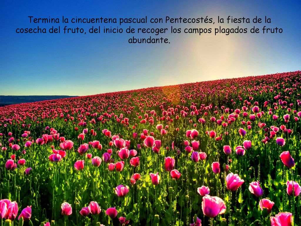 Termina la cincuentena pascual con Pentecostés, la fiesta de la cosecha del fruto, del inicio de recoger los campos plagados de fruto abundante.