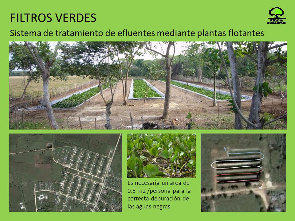 FILTROS VERDES Sistema de tratamiento de efluentes mediante plantas flotantes.