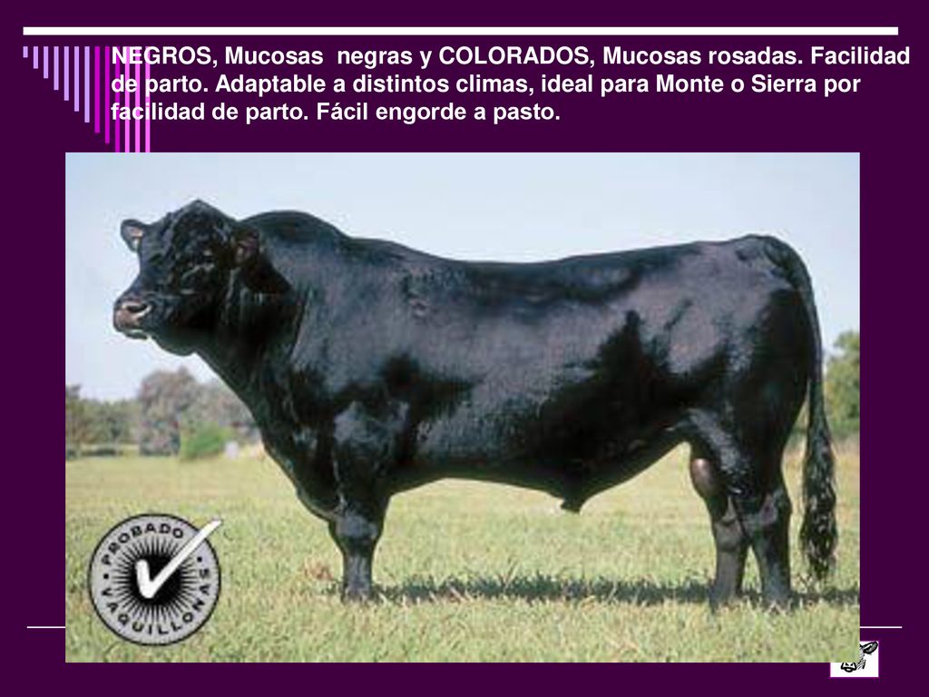 NEGROS, Mucosas negras y COLORADOS, Mucosas rosadas.