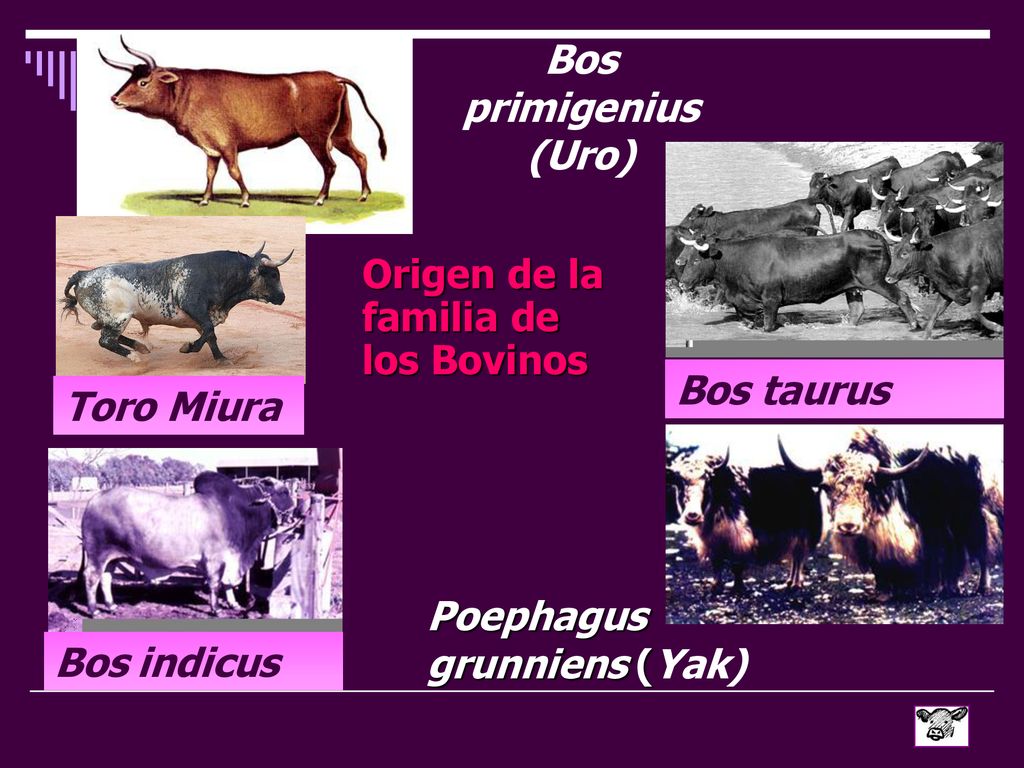 Bos primigenius (Uro) Origen de la familia de los Bovinos. Bos taurus. Toro Miura. Poephagus grunniens (Yak)