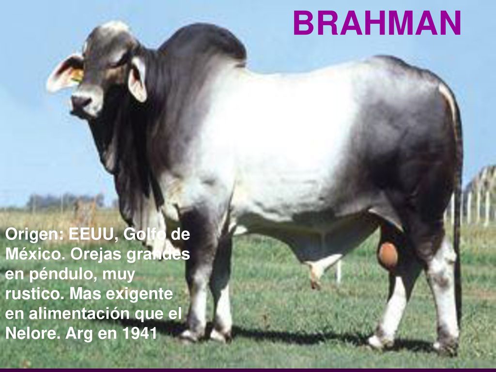 BRAHMAN Origen: EEUU, Golfo de México. Orejas grandes en péndulo, muy rustico.