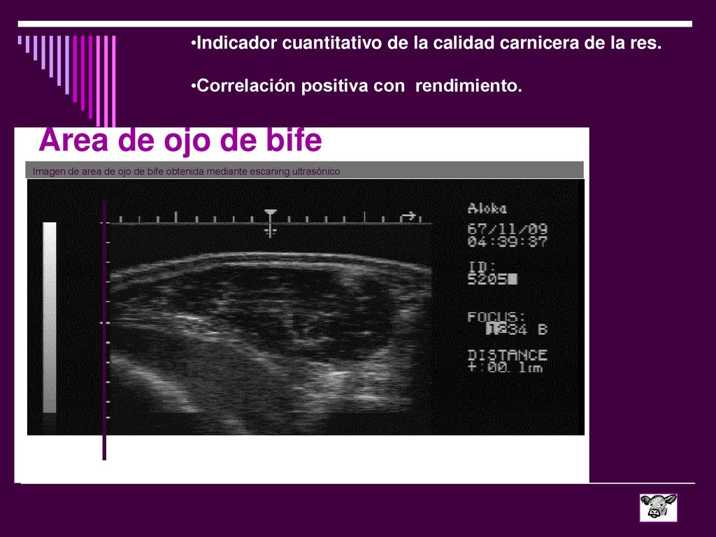 Indicador cuantitativo de la calidad carnicera de la res.