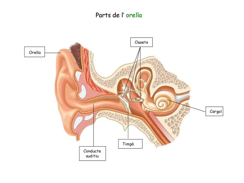 Parts de l’ orella Ossets Orella Cargol Timpà Conducte auditiu