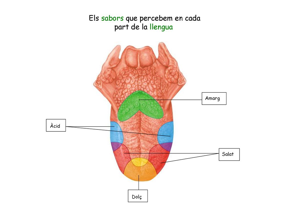 Els sabors que percebem en cada part de la llengua