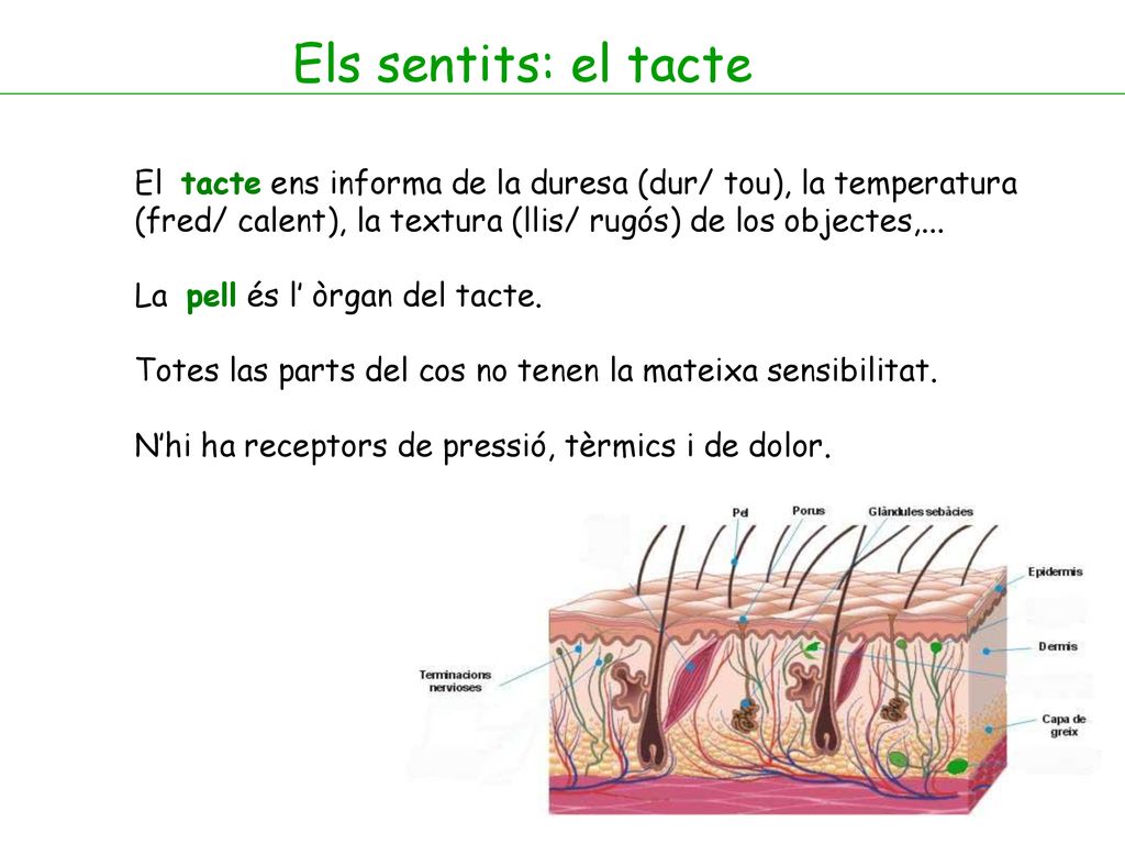Els sentits: el tacte El tacte ens informa de la duresa (dur/ tou), la temperatura (fred/ calent), la textura (llis/ rugós) de los objectes,...
