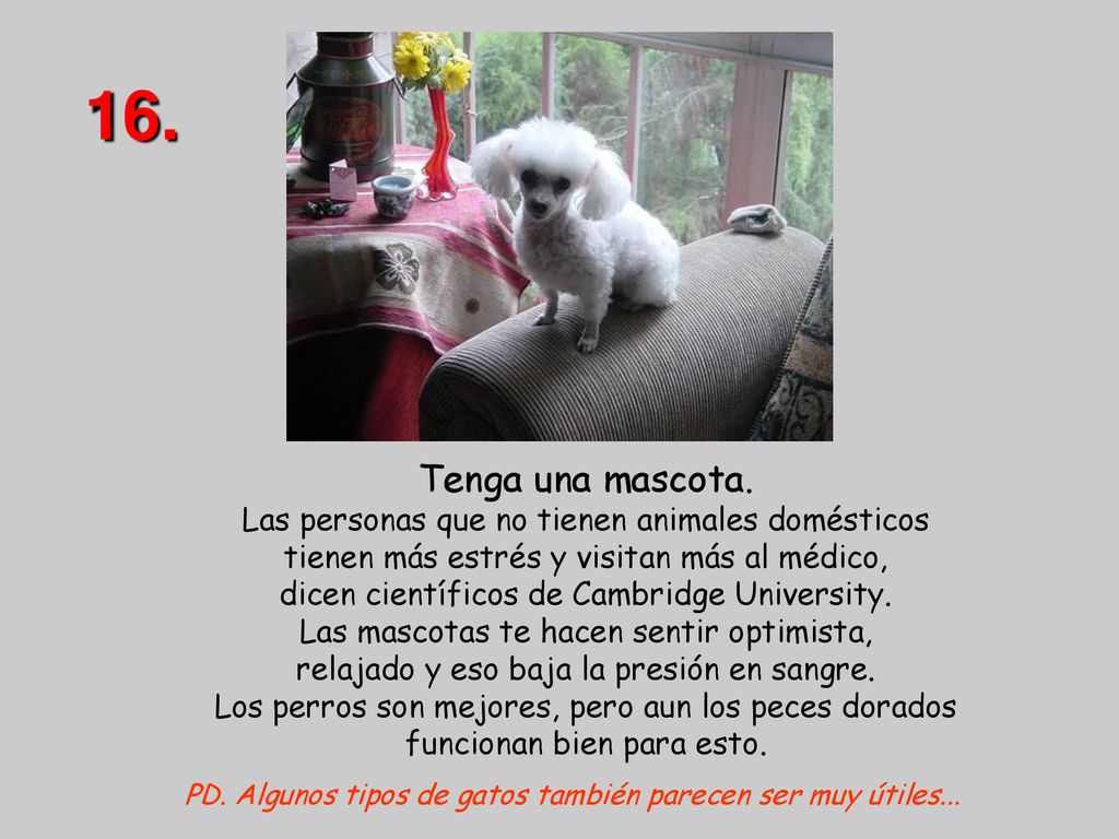 PD. Algunos tipos de gatos también parecen ser muy útiles...