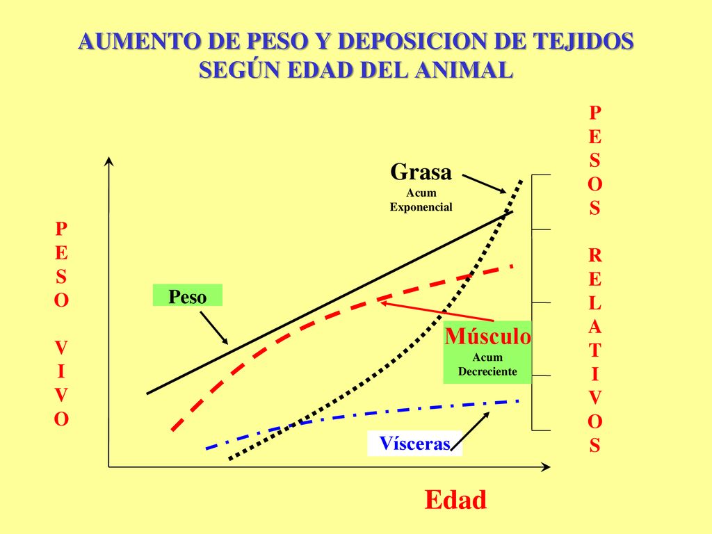 AUMENTO DE PESO Y DEPOSICION DE TEJIDOS SEGÚN EDAD DEL ANIMAL