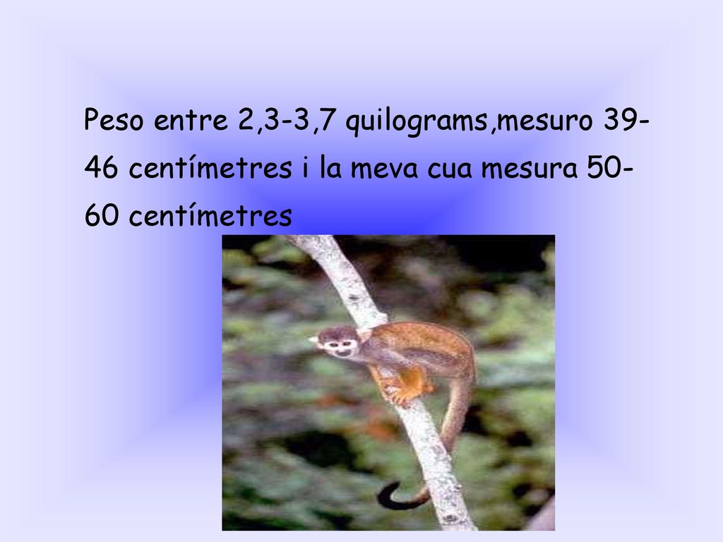 Peso entre 2,3-3,7 quilograms,mesuro centímetres i la meva cua mesura centímetres