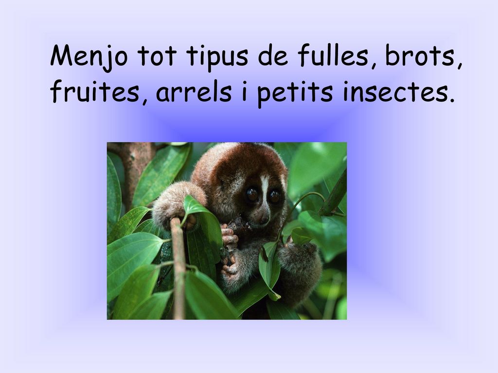 Menjo tot tipus de fulles, brots, fruites, arrels i petits insectes.