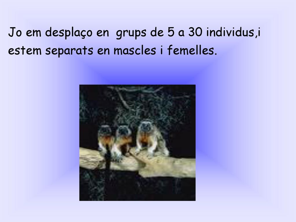 Jo em desplaço en grups de 5 a 30 individus,i estem separats en mascles i femelles.