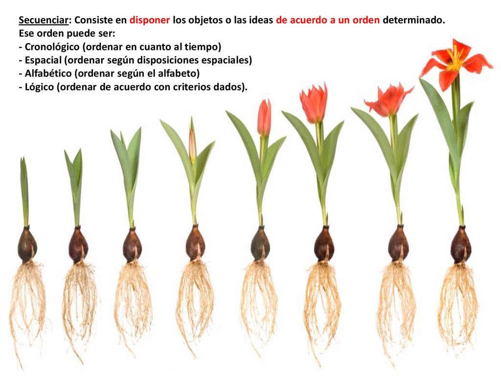 Secuenciar: Consiste en disponer los objetos o las ideas de acuerdo a un orden determinado.