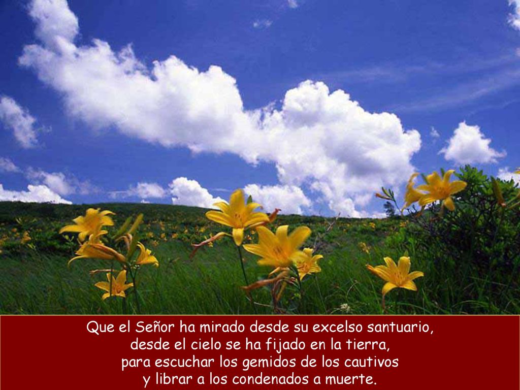 Que el Señor ha mirado desde su excelso santuario, desde el cielo se ha fijado en la tierra, para escuchar los gemidos de los cautivos y librar a los condenados a muerte.