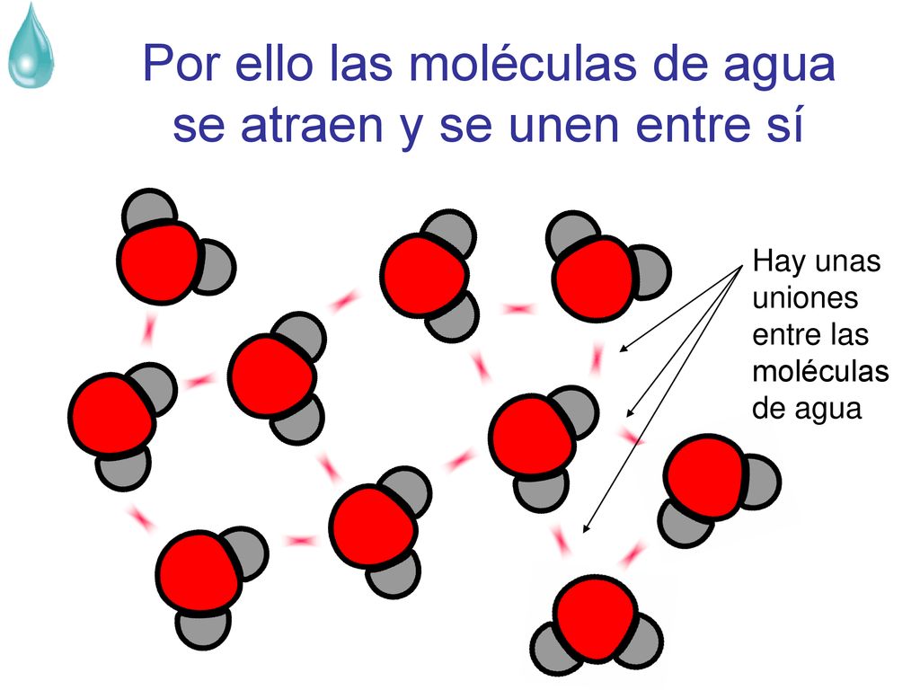Por ello las moléculas de agua se atraen y se unen entre sí