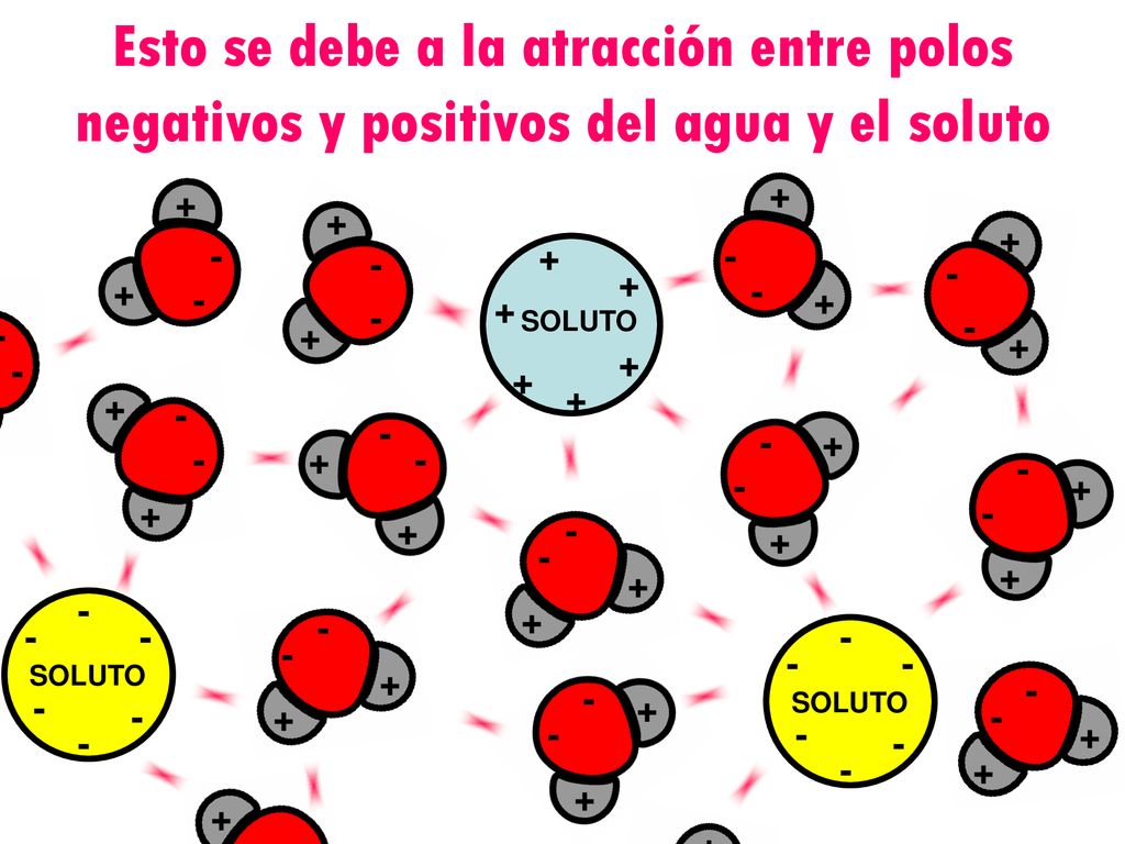 Esto se debe a la atracción entre polos negativos y positivos del agua y el soluto