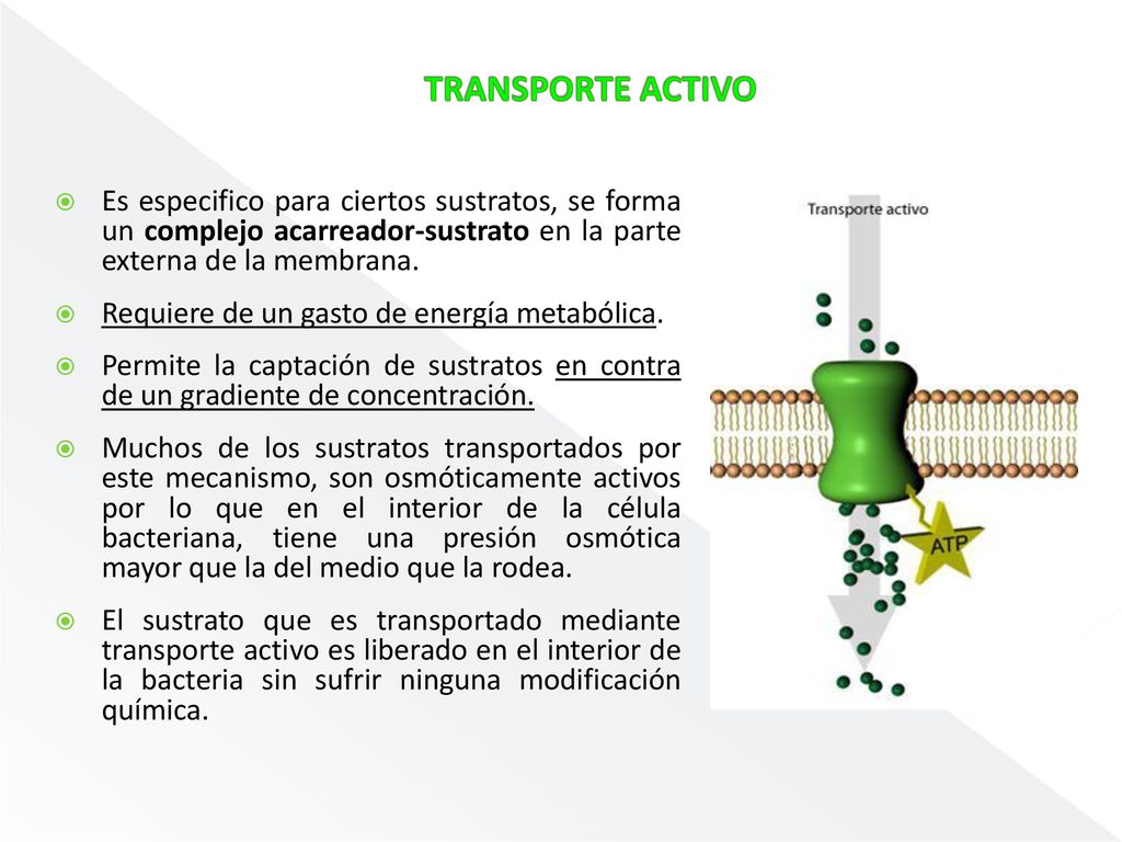 TRANSPORTE ACTIVO Es especifico para ciertos sustratos, se forma un complejo acarreador-sustrato en la parte externa de la membrana.