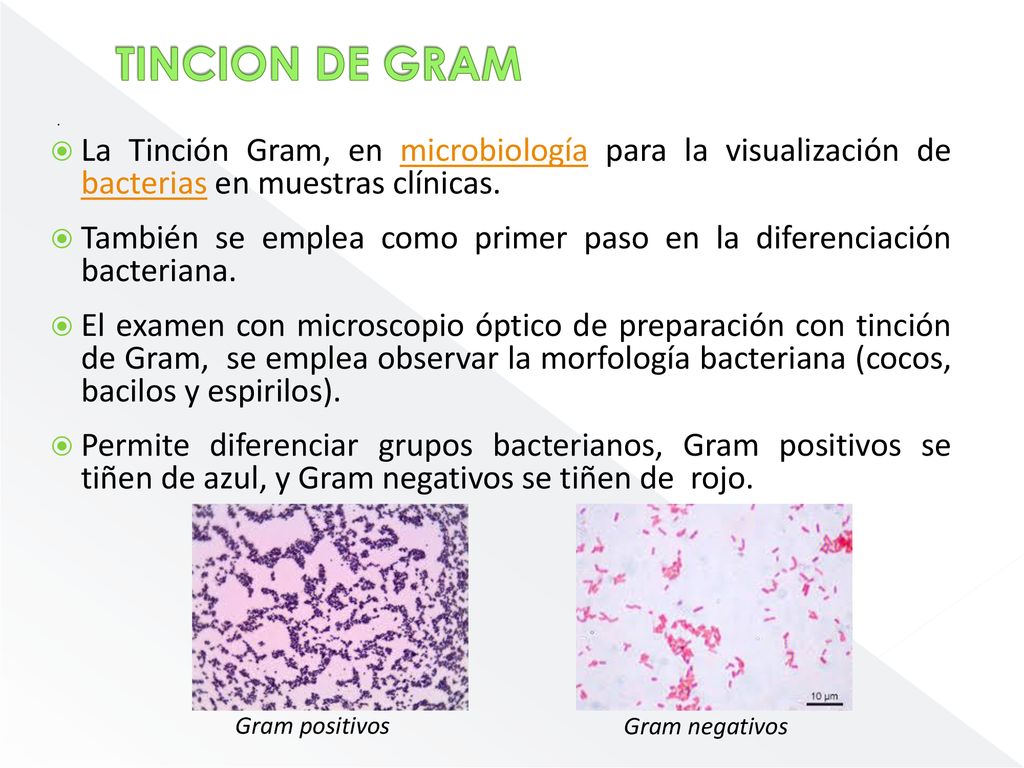 TINCION DE GRAM . La Tinción Gram, en microbiología para la visualización de bacterias en muestras clínicas.